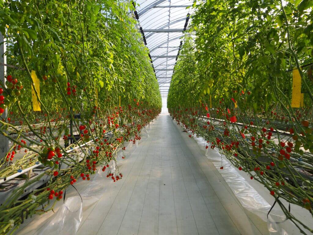 ハウス内は靴の履き替えを義務つけるなどとても清潔なのが印象的でした