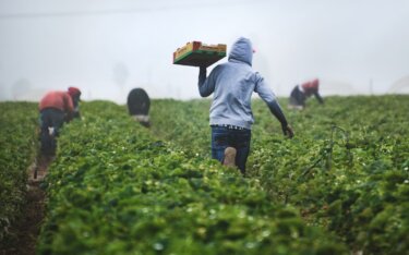 営農管理システムとは?メリット・デメリットや主要メーカーを紹介