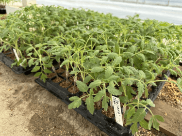 有機栽培でも苗から始める？有機苗のメリットや国内育苗メーカーを紹介