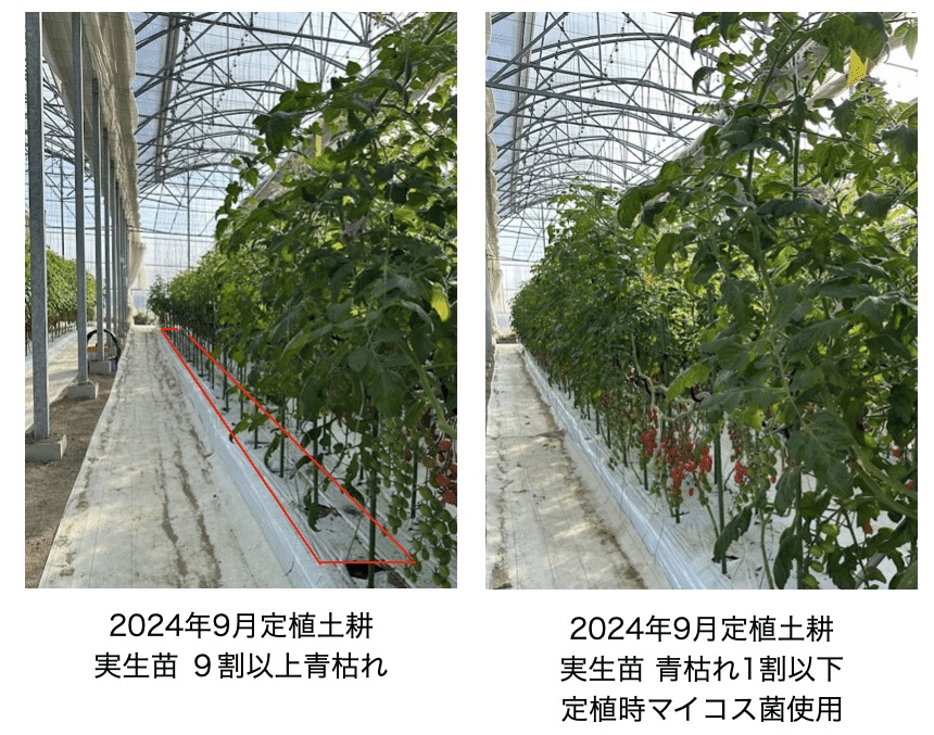 マイコス菌未使用（左）とマイコス菌使用（右）の青枯れ病発生率の比較