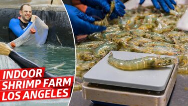 【世界で話題】400万回再生の動画が教える！アメリカの室内エビ農場が成功する理由