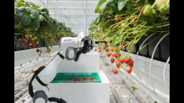 【話題】1日24時間稼働！苺の収穫ロボット「BERRY」が農業の未来を変える
