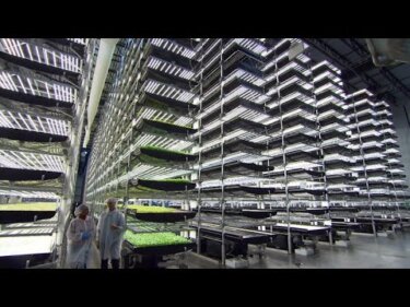 【話題】垂直農業がもたらす未来：16日で収穫、水も節約！
