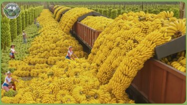 【再生数500万回突破】世界の先端農機がもたらす収穫革命！