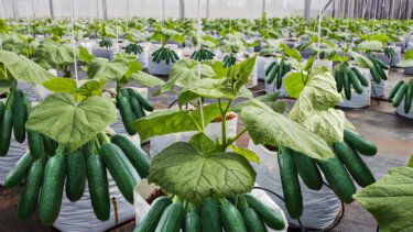 【1500万再生】ノルウェーの超高収量温室農業で6900万本のキュウリを生産する方法