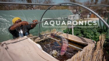 【再生数1100万回突破】家庭菜園でできる水耕栽培Aquaponicsの実践方法