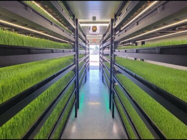 【再生数200万回突破】家庭菜園でもできる水耕で飼料栽培！3トンの.barley fodderを週に育てる方法