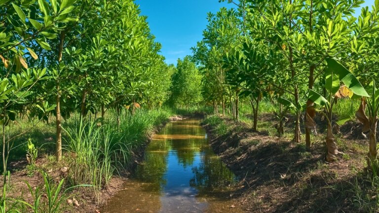 This Farm Keeps Every Drop of Rain & NEVER Uses Fertilizer