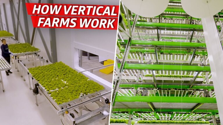 How an Indoor Farm Uses Technology to Grow 80,000 Pounds of Produce per Week — Dan Does