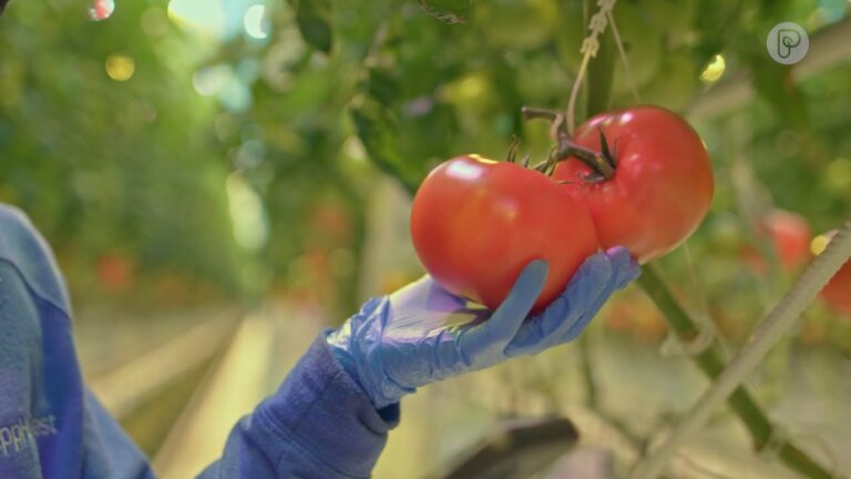 Growing Solutions: Indoor Farming