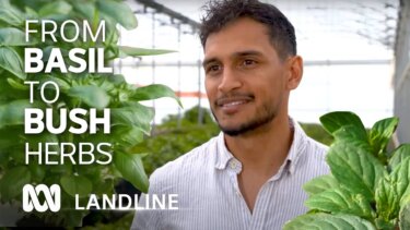 水耕栽培で basil を30倍に育てた家庭菜園の工夫とは？