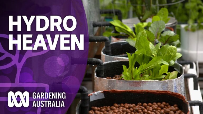 How to create a hydroponic heaven | Wow to | Gardening Australia