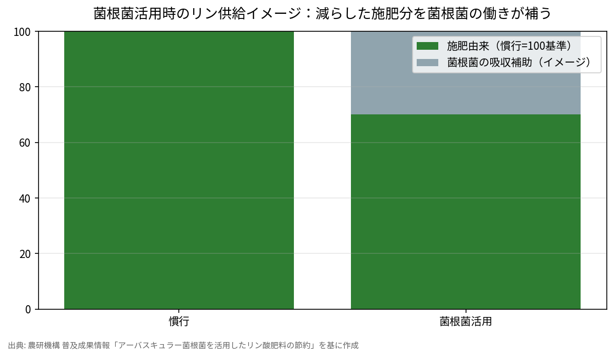 菌根菌活用時のリン供給イメージ：減らした施肥分を菌根菌の働きが補う