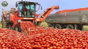 アメリカのトマトからケチャップまで！現代農業の驚異的なプロセス