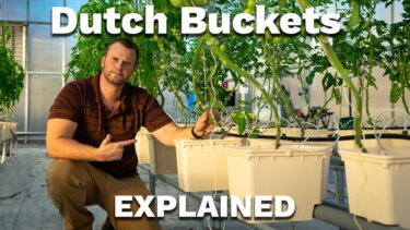 【家庭菜園】水耕栽培の簡単ルート！DUTCH BUCKETシステムで実現する高収量野菜づくり