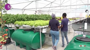 南アフリカの水耕栽培が都市農業の未来を切り開く！