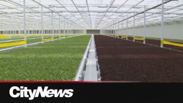 【話題】自動化で1日1万ポンドのレタスを生産！カナダの最先端温室が驚異的効率を実現
