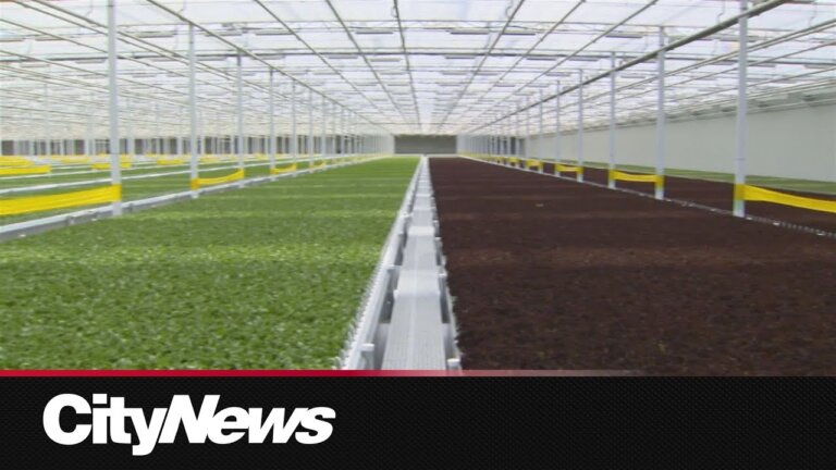 Canada's first fully automated greenhouse