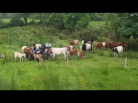 Trying to convince myself. Regenerative farming Ireland.