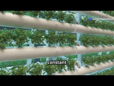 家庭菜園に最適！水耕栽培の3つのシステムを徹底比較
