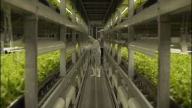 エネルギー消費が少ない垂直農業の未来：家庭菜園に使えるテクノロジーとは？