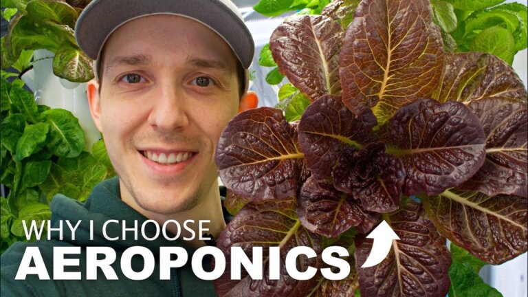 Why Vertical Indoor & Aeroponic Farms? (Farm Tour 2024)