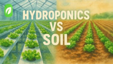 水耕栽培と土栽培、どちらが家庭菜園に適している？実際の比較から学ぶ
