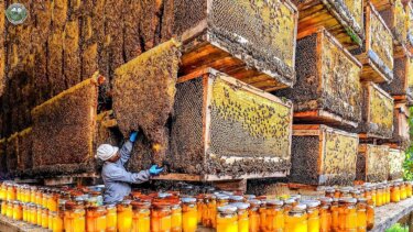 アメリカのビーファームが100万リットルの蜂蜜を収穫！農業テクノロジーの驚異