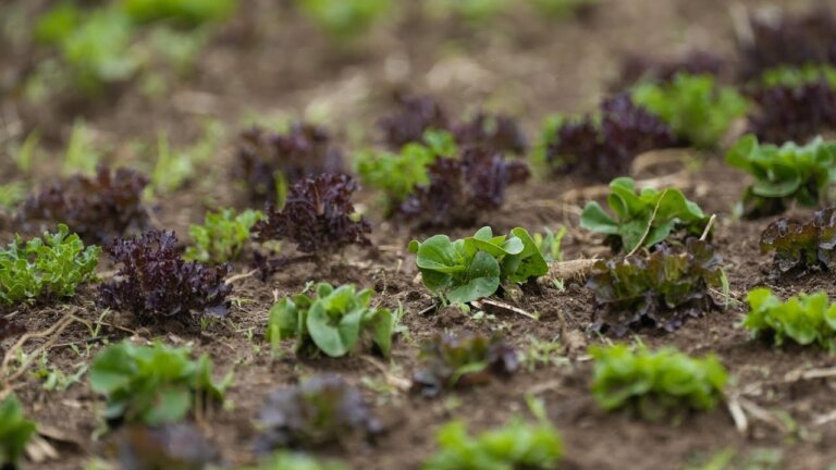 Sustainable vertical farm prototype hailed as future of farming