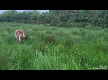 rushesが増える原因と対策｜リジェネラティブ農業で学んだdonkeyとponyの活用法