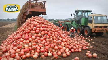 【話題】大量のネギを工場で効率的に処理する技術とは？