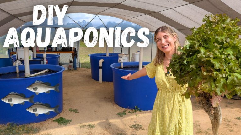 FIERY FISH FARM TOUR | Grow 100's of Plants with DIY Aquaponics!