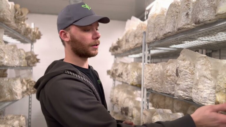 We Found The Solution with Oyster Mushrooms Part 5