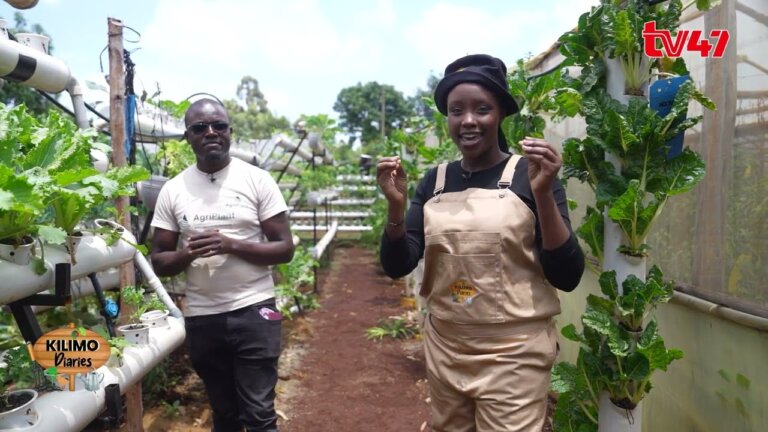 KILIMO DIARIES: Hydroponic Farming with Derrick Mugodo of Agriplant Africa | KILIMO DIARIES