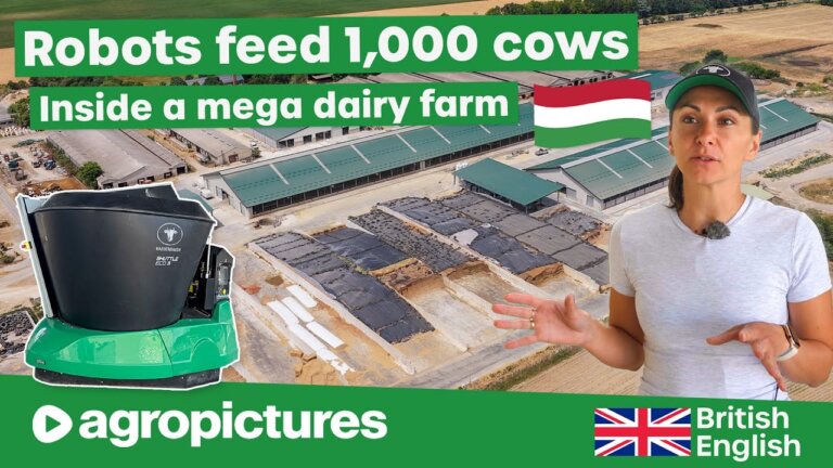 Inside an XXL Dairy Farm in Hungary 🐄🇭🇺 1,000+ Cows Fed Automatically by Wasserbauer Feeding Robot