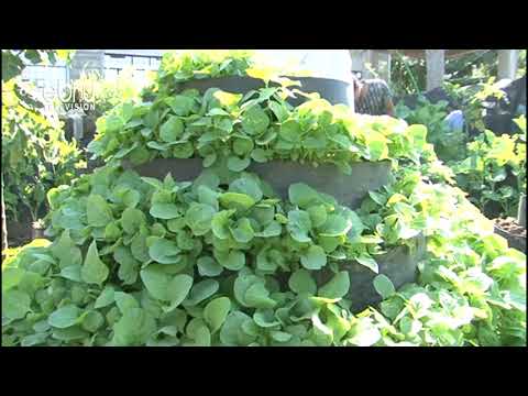 A Group Of Youth Venture In Vertical Farming