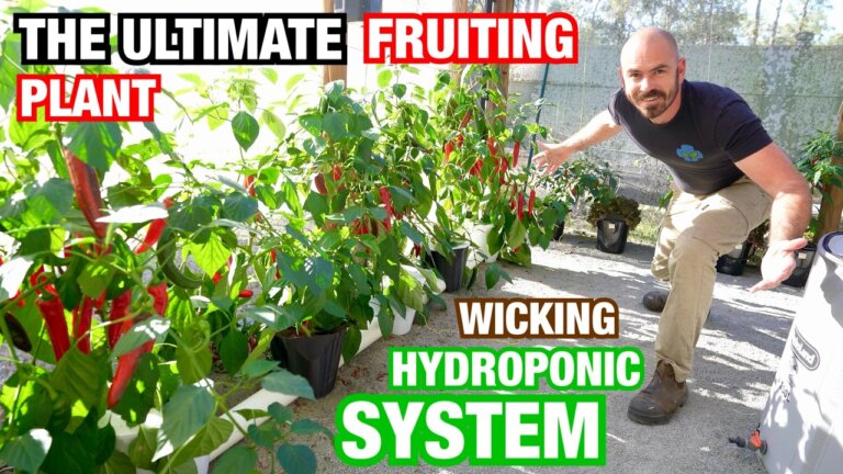 The Most Productive Hydroponic System for Fruiting Plants