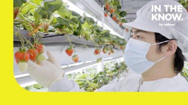 世界最甘いイチゴを育てる垂直農業の驚異：家庭菜園にも応用可能か？