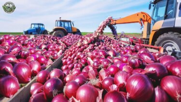 【再生数100万回突破】米国で89億ポンドの洋葱が収穫される理由とは？