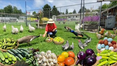 【話題】夏の鶏舎対策と有機野菜収穫で健康を守る！