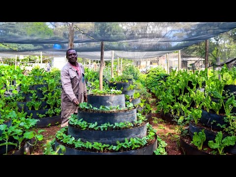 Richest Organic Storey Garden Farmer | Simple thinking but Rich Pockets
