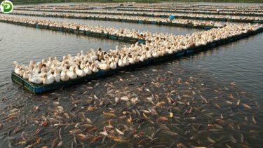 【100万再生】東南アジアで広がる「鴨と魚の共生農法」が環境と収益を両立する理由