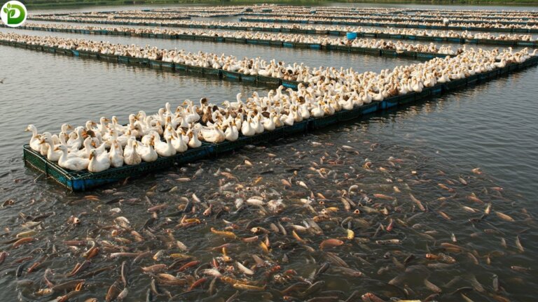 Integrated Farming - How Do Southeast Asian Farmers Raise Ducks in Fish Ponds?