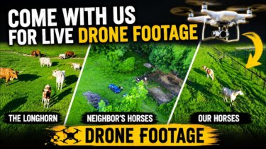 ドローンで農場を空からチェック！ホースの様子をリアルタイムで公開