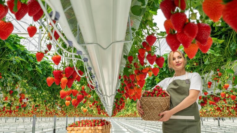 They Are Building A Greenhouse On An Empty Field For Growing Delicious Strawberries!