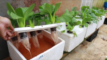 【1500万回再生】家庭菜園で水耕栽培が爆発的!? 家族の食卓に新鮮な野菜を