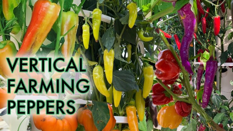 Vertical Farming with Peppers on a Tower Garden! 🌶 10 Types of Peppers to Grow on a Tower Garden!