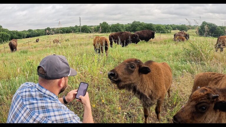 I Came to Score the Herd…Then the Calves Walked Up!