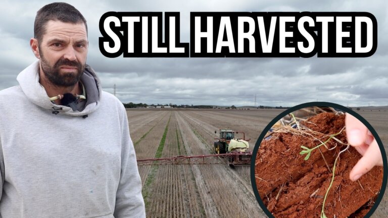Low Input Crop Beats Drought - Here's How