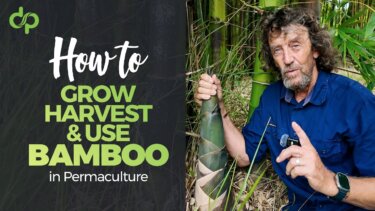.bambooの収穫と活用法｜パームクルチャーで効率的に育てる方法